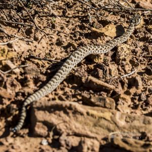 Rattlesnake Zion 2 (9).jpg